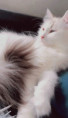 /album/bildgalleri-vara-katter-bildgalleri-snovit-qoh/img-3287-1-jpeg/